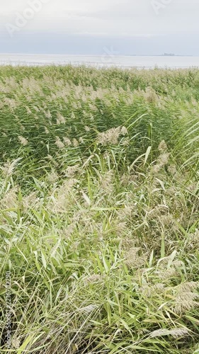 Vertical stock video of tall reeds along a tranquil lakeshore