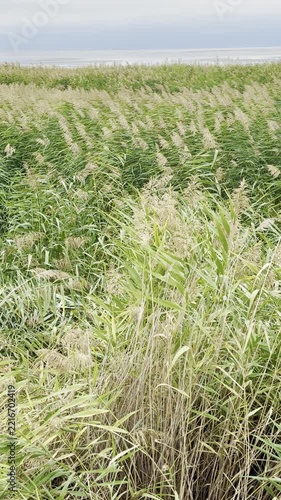 Cinematic vertical shot of dense marsh grass with lake background