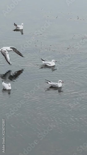 Serene Cinematic Footage of Seagulls Resting on Cold Water at Beyşehir Lake