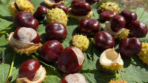 Organic horse chestnuts resting on vibrant autumn leaves in vertical format