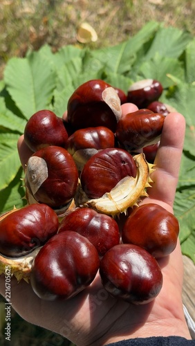 Detailed vertical video of horse chestnut husks cracking open outdoors