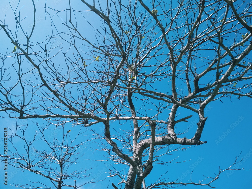 Obraz premium tree branches against blue sky