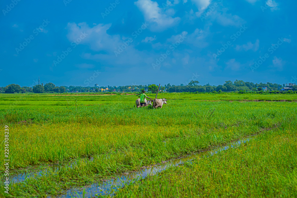 Fototapeta premium a indian farmer plowing a rice paddy with white oxen .long shot