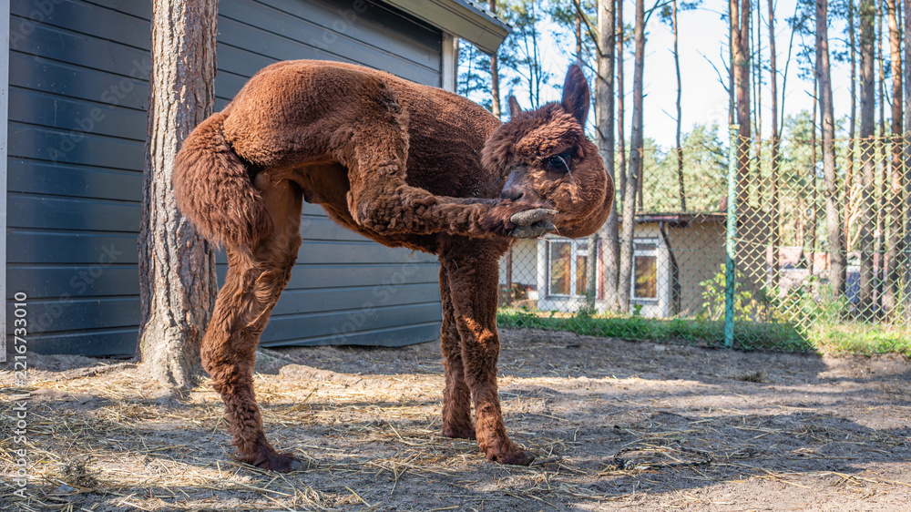 Fototapeta premium Llama Grazing Outdoors in Natural Rural Setting