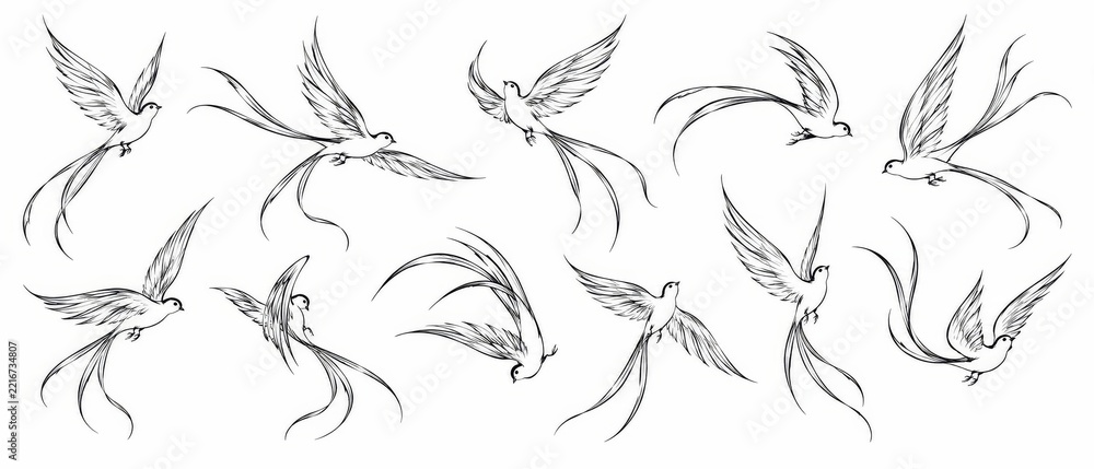 Fototapeta premium Hand Drawn Bird Illustration Collection