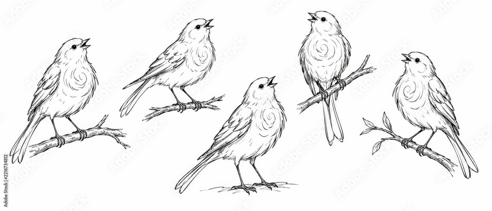 Fototapeta premium Hand Drawn Bird Illustration Collection