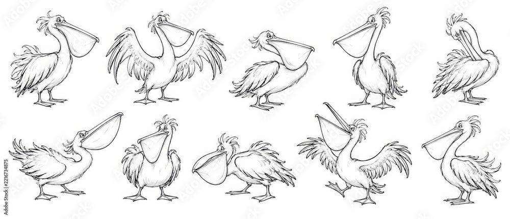 Fototapeta premium Hand Drawn Bird Illustration Collection
