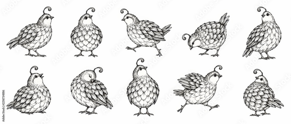 Fototapeta premium Hand Drawn Bird Illustration Collection