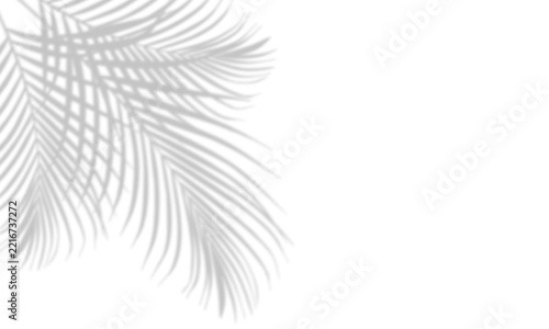 Abstract white palm leaf shadow on a solid black background