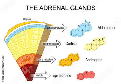 Adrenal gland anatomy and hormone secretion, cross section of zona glomerulosa, zona fasciculata, zona reticularis and medulla