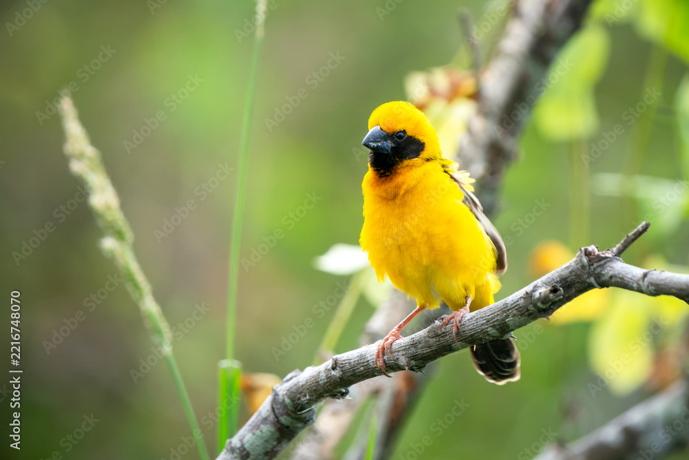 Fototapeta premium Asian Golden Weaver