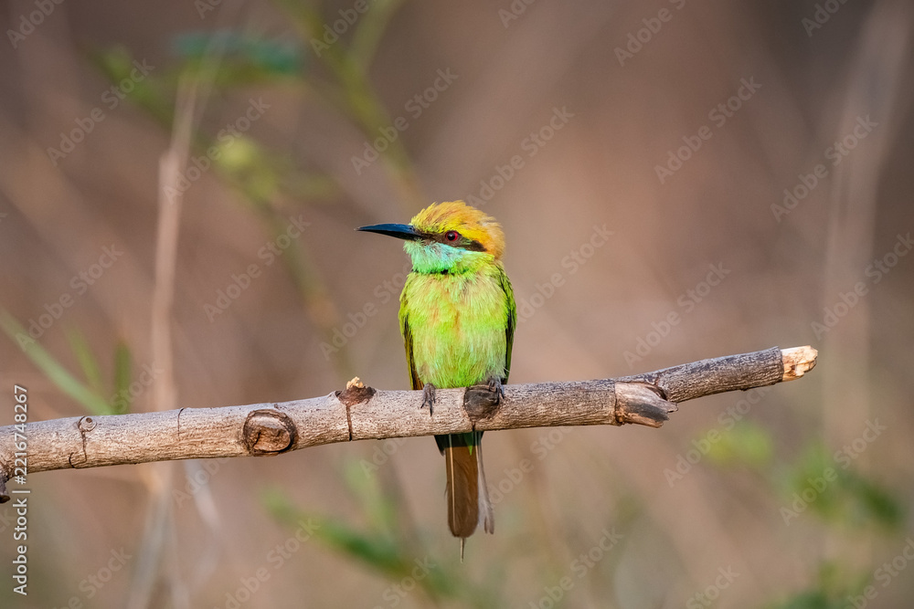 Obraz premium Green Bee-Eater, Little Green bee-eater, Merops Orientalis