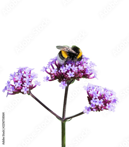 A plump bee collecting pollen from a purple mine flower, isolated against a transparent background.