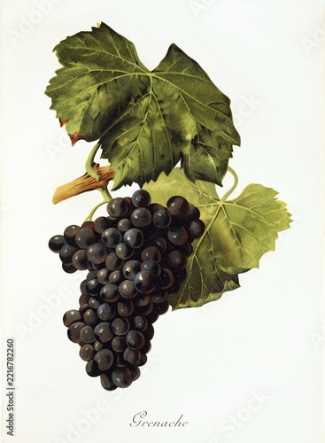Ampelography, grape variety, oenology, viticulture, grape, grapevine, Grenache, also called Garnacha, is a popular red grape variety grown in various regions of the world, especially in France, Spain and Australia, digitally enhanced reproduction of an original by Alexis Kreyder (1839 to 1912), Historical