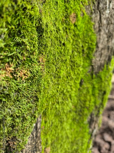 moss on tree