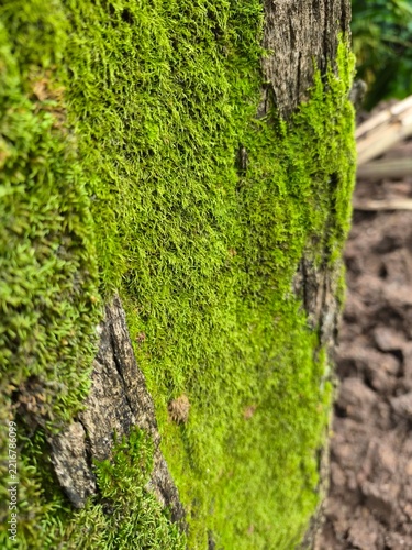 moss on tree