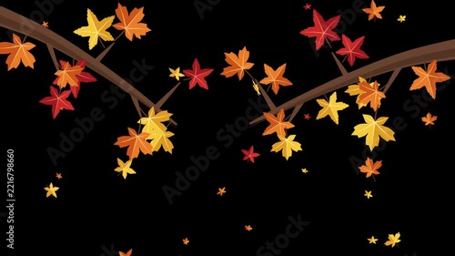 Colorful animated autumn maple leaves falling from tree branches with alpha channel for seasonal design projects
