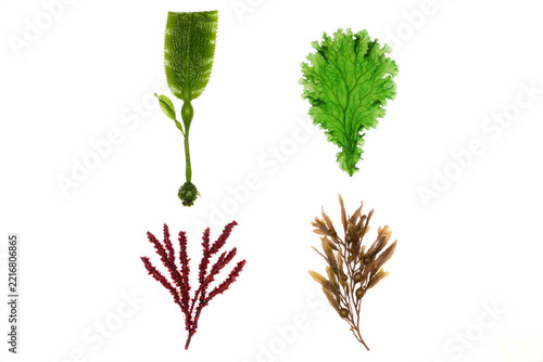 Variety of seaweed and marine algae forms isolated on plain white