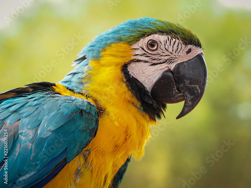 A close-up photograph capturing the head and upper chest of a vibrant Blue-and-yellow Macaw, looking to the side, 06 October 2026 Indonesia