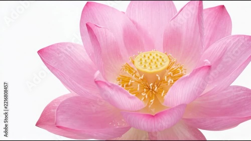 A pink lotus flower opens its petals under sunlight in a garden. The flower displays its bright color and yellow center clearly. Nature surrounds the