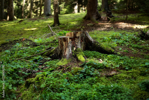 Moss covered tree stump in a green forest