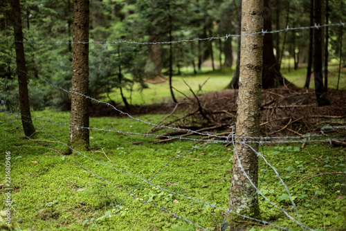 Barbed wire fence running through a coniferous forest