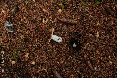 Wild mushroom on the forest floor among pine needles