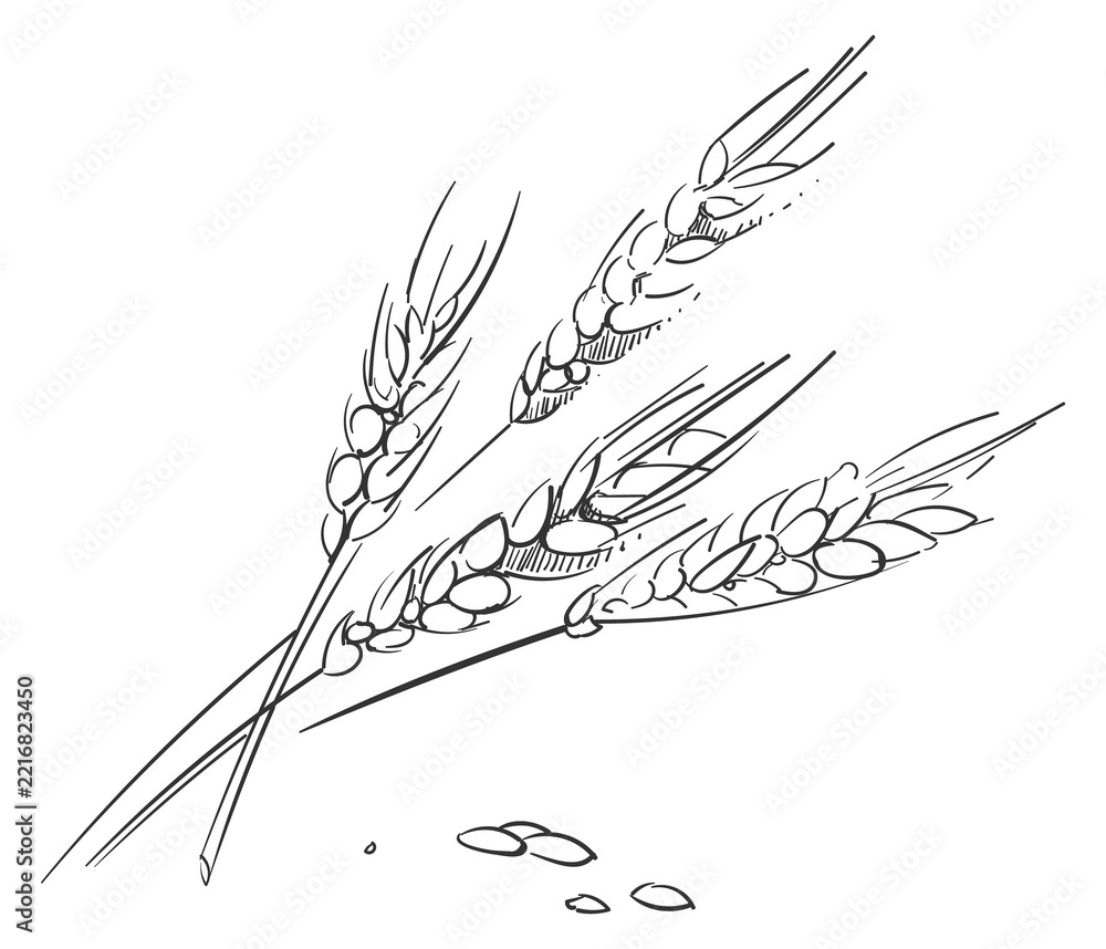 Fototapeta premium Crop ears sketch. Farm plant hand drawing