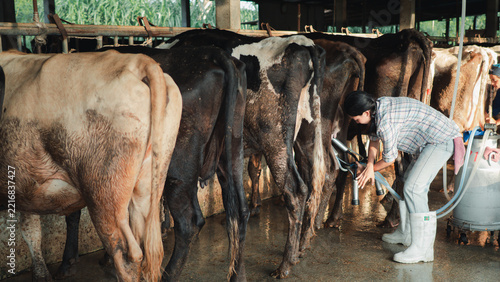 Asian Female Farmer Using Milking Machine on Cows at Dairy Farm