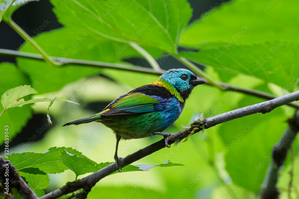 Fototapeta premium A colorful songbird perched on a tree branch in the rainforest.