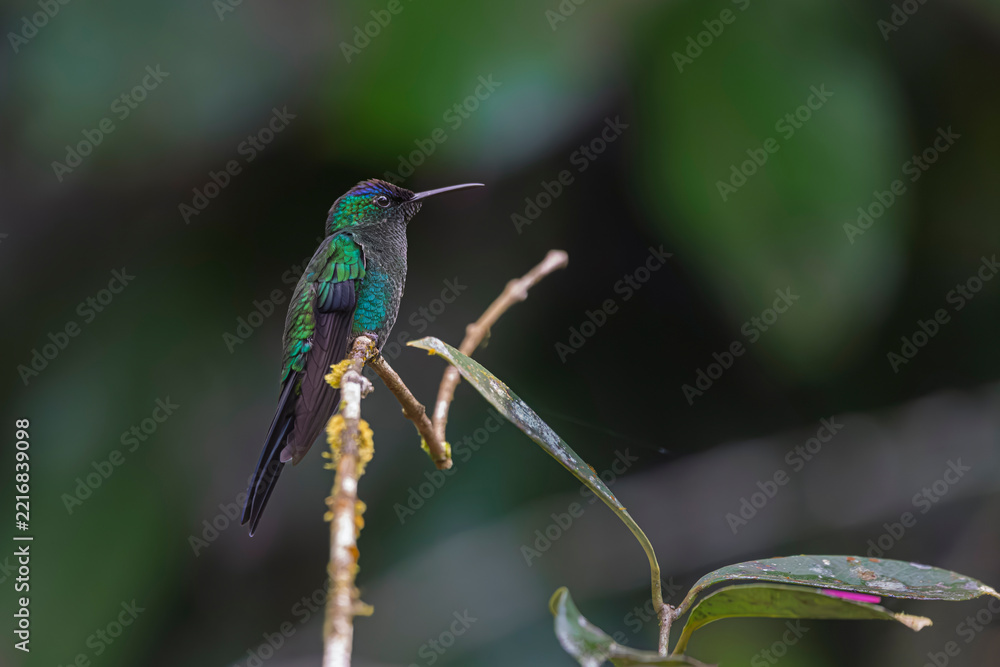Fototapeta premium A small, colorful hummingbird sitting on a thin branch in the deep rainforest.