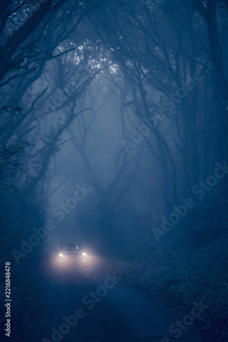 Car driving on a misty morning in the woods