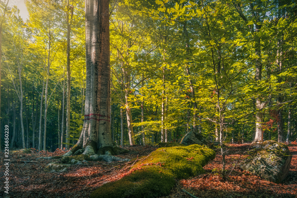 Naklejka premium Beech Tree in Autumn Forest of Monte Amiata Tuscany