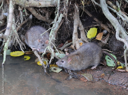 Two wild rats are sitting on the damp ground by the water, under the tree’s roots