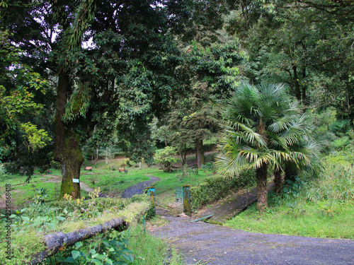 Scene in the Lloyd Botanical Garden, Darjeeling, India.