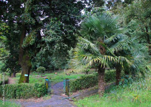 Fan palm in the Lloyd Botanical Garden, Darjeeling, India.