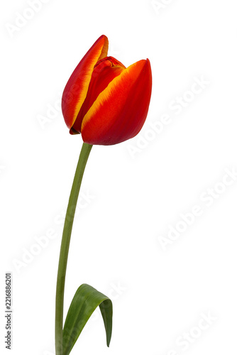 Red, orange and yellow tulip