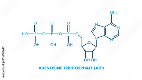 Adenosine triphosphate ATP molecule chemical structure animation