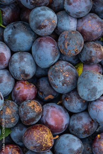 Freshly harvested plums in various shades of purple nestled together with green leaves showcasing their natural beauty in a close-up view
