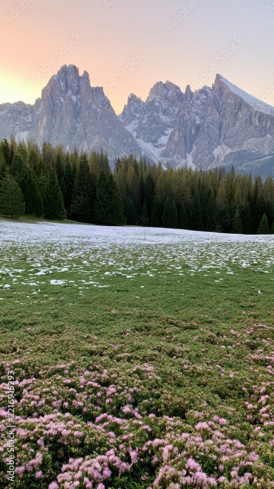Naklejka premium Snowy Dolomites above alpine meadow, forest and pink flowers