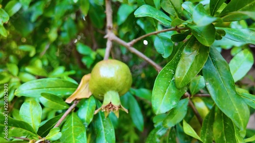 Young Green Pomegranates Ripening on Fruit Tree