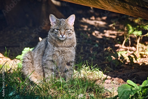 Europäische Wildkatze oder Waldkatze ( Felis silvestris ).