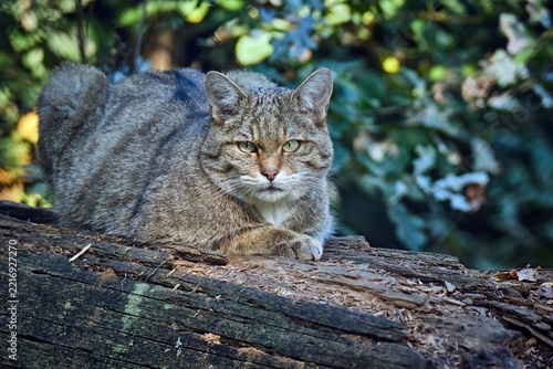 Europäische Wildkatze oder Waldkatze ( Felis silvestris ).