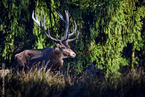 Rothirsch ( Cervus elaphus ).