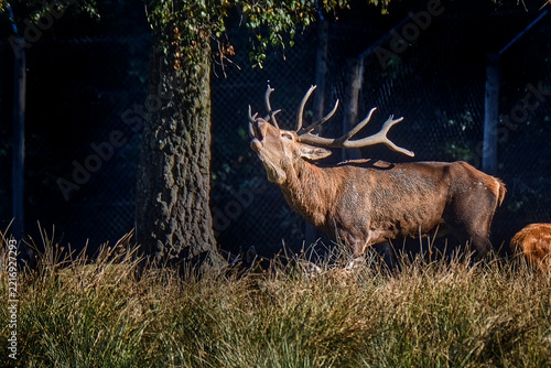 Rothirsch ( Cervus elaphus ).