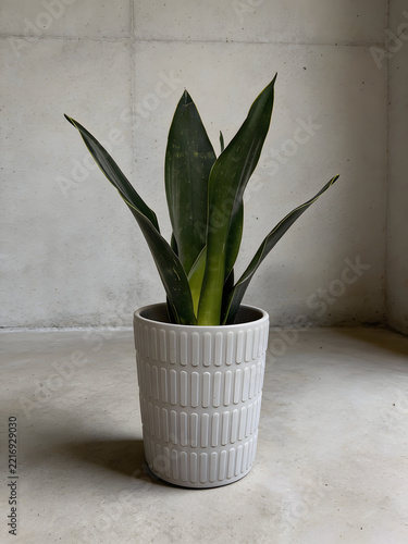 plant in a pot
