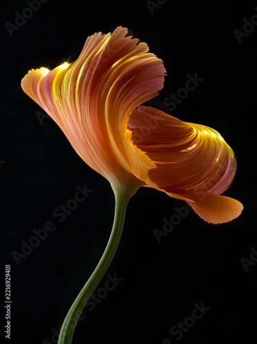 orange flower on black background