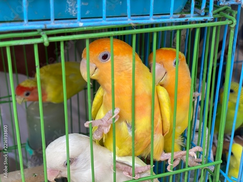 Colorful Lovebirds Sitting Together Inside a Bright Green Bird Cage