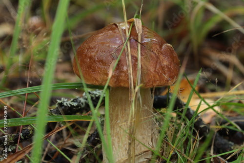 porcini mushroom in a summer forest