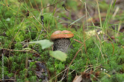 An aspen bolete mushroom in a summer forest.